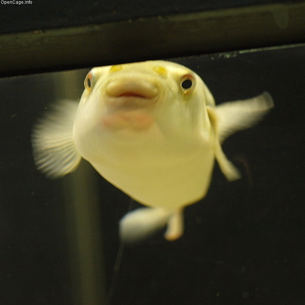 Takifugu ocellatus 2.jpg