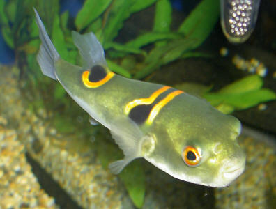 Takifugu ocellatus.jpg