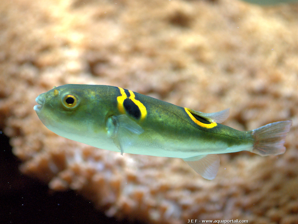 Takifugu ocellatus 3.jpg