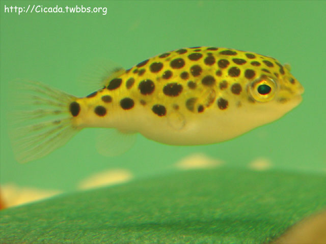 Takifugu orbimaculatus.jpg