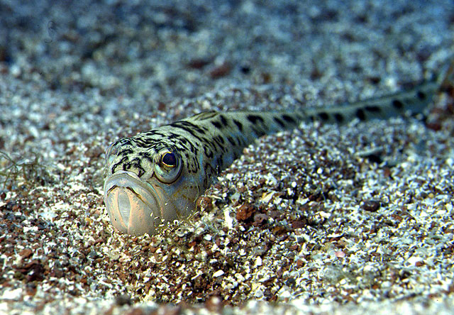 Takifugu radiatus 2.jpg