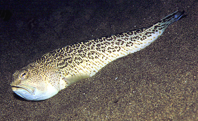 Takifugu radiatus.jpg