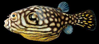Takifugu reticularis.jpg