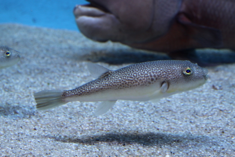 Takifugu snyderi.jpg