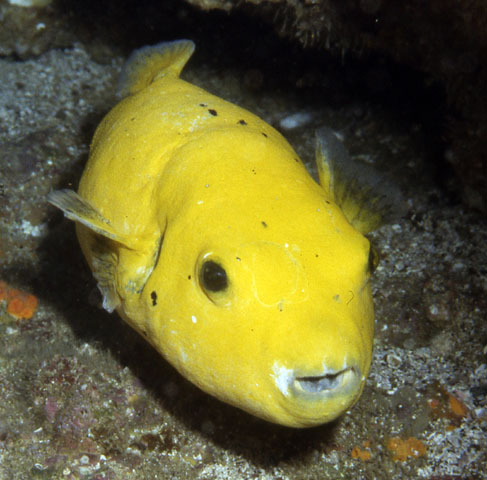 中華多紀魨 Takifugu chinensis.jpg