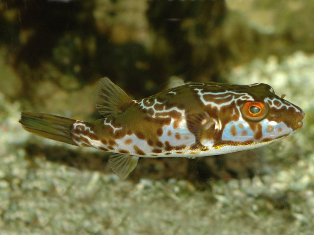 凹鼻魨屬 Chelonodon.jpg