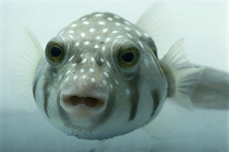 星點多紀魨 Takifugu niphobles 2.jpg