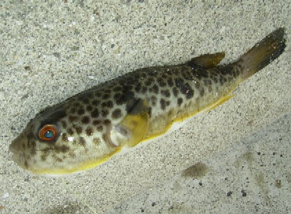 豹紋多紀魨 Takifugu pardalis.jpg