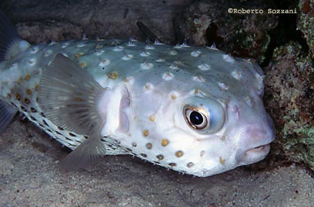 紅鰭多紀魨 Takifugu rubripes.jpg