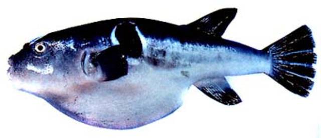 假睛多紀魨 Takifugu pseudommus.jpg