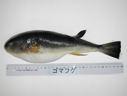 密斑多紀魨 Takifugu stictonotus.jpg