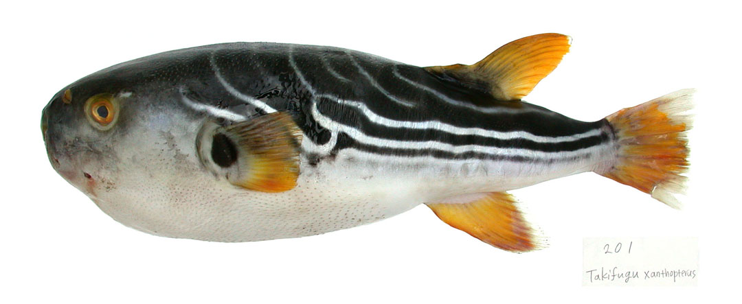 紫色多紀魨 Takifugu porphyreus.jpg