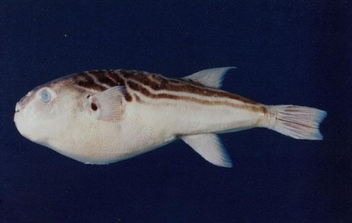 黃鰭多紀魨 Takifugu xanthopterus.jpg