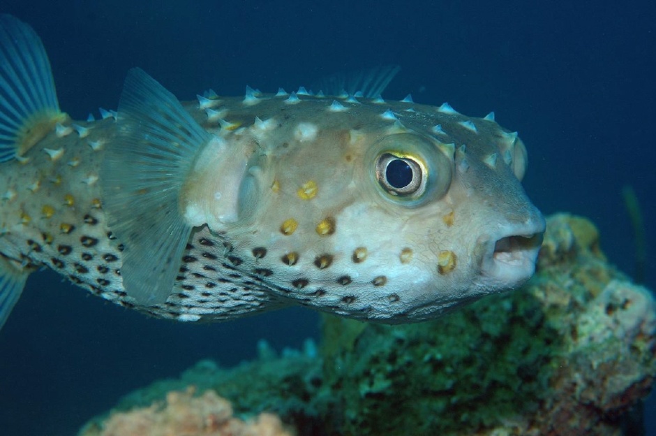 暗紋多紀魨 Takifugu obscurus 2.jpg