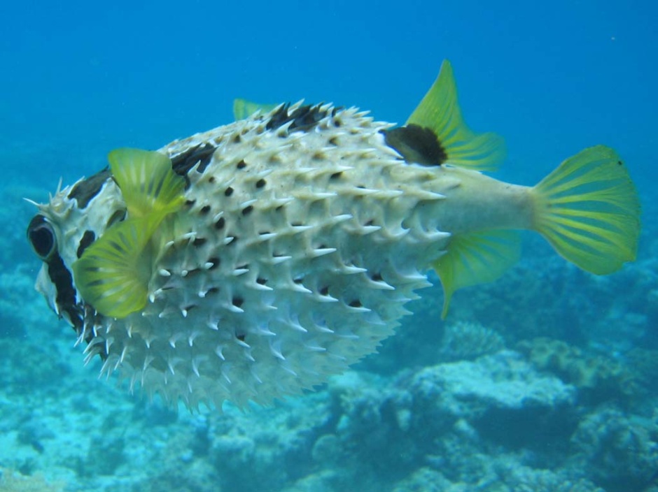 暗紋多紀魨 Takifugu obscurus.jpg