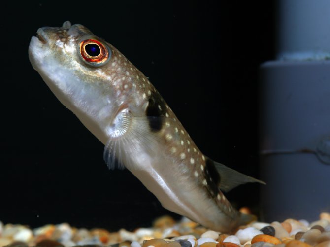 網斑多紀魨 Takifugu poecilonotus.jpg