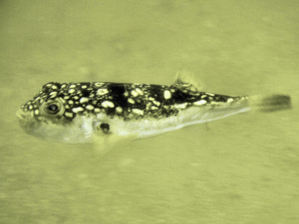 寬吻魨屬 Amblyrhynchotes.jpg