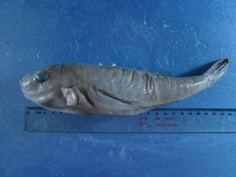 蟲紋多紀魨 Takifugu vermicularis.jpg
