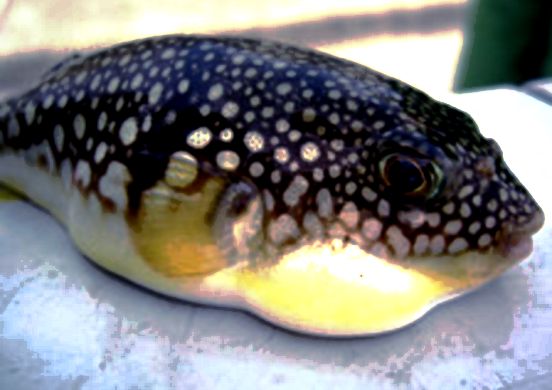 雙斑東方純 Takifugu bimaculatus.jpg