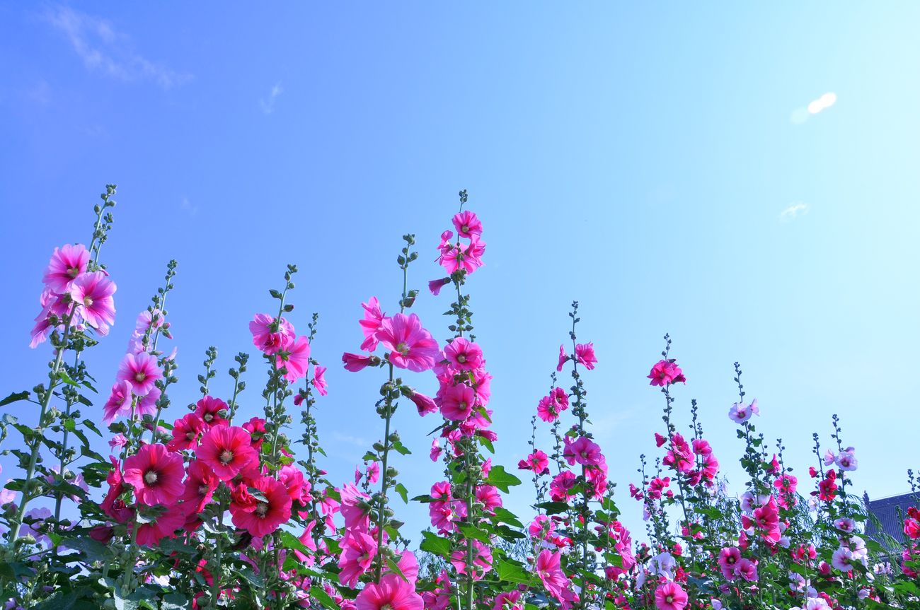 DSC_2982.jpg