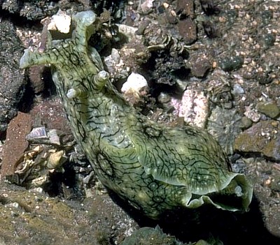 Aplysia dactylomela.jpg