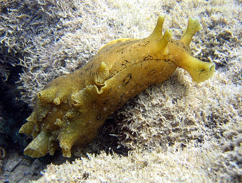 Aplysia dactylomela1.jpg