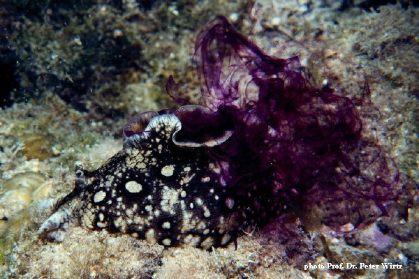 Aplysia dactylomela4.jpg