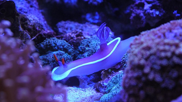 Chromodoris lubocki.jpg