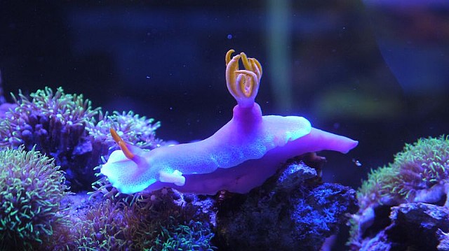 Chromodoris lubocki3.jpg