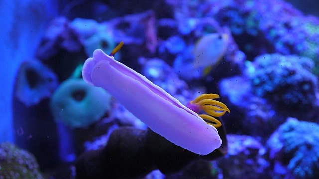 Chromodoris lubocki2.jpg