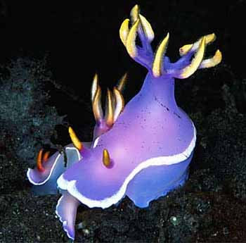 Chromodoris lubocki4.jpg