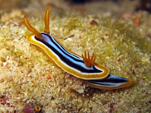 Chromodoris quadricolor Ruppel.jpg