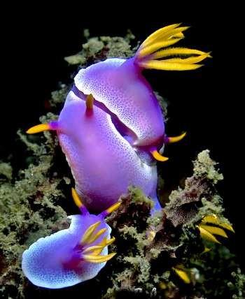 Chromodoris lubocki5.jpg