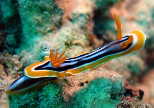 Chromodoris quadricolor Ruppel3.jpg