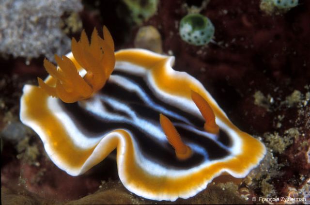 Chromodoris quadricolor Ruppel4.jpg