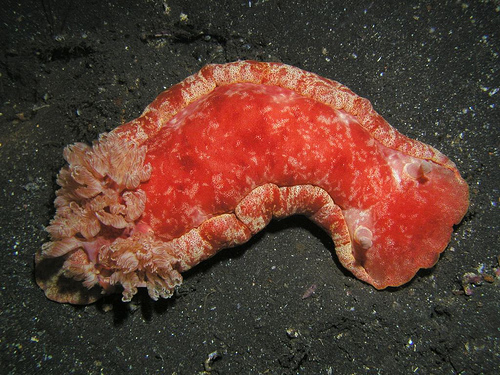 Hexabranchus imperialis.jpg