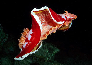 Hexabranchus imperialis3.jpg