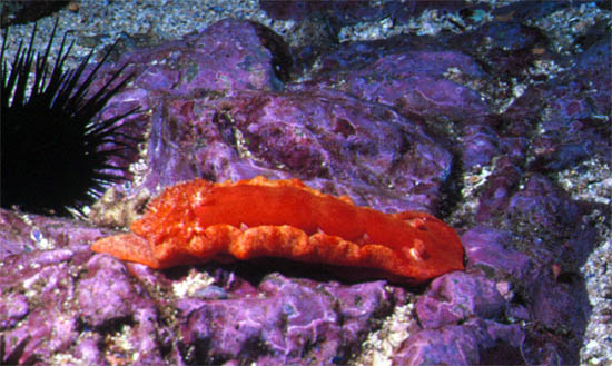 Hexabranchus imperialis2.jpg