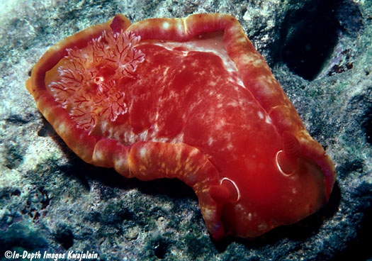 Hexabranchus imperialis4.jpg