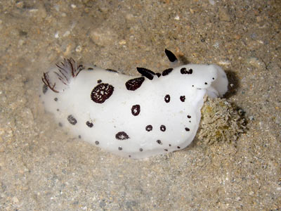 Jorunna sp8.jpg