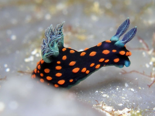 Nembrotha sp.jpg