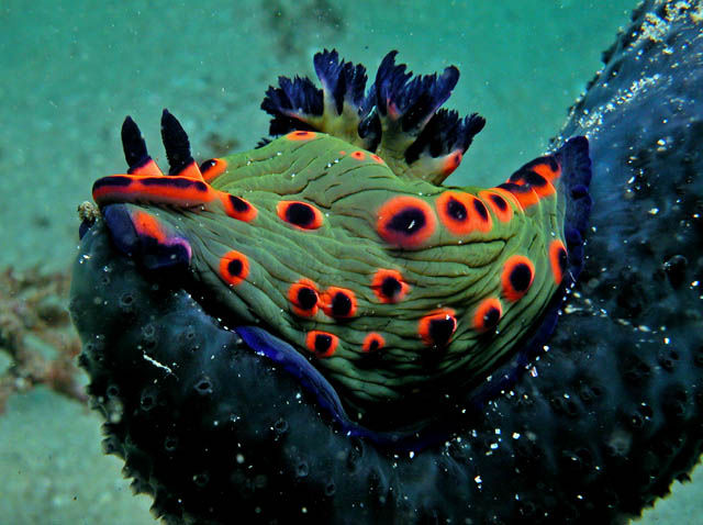 Nembrotha sp2.jpg