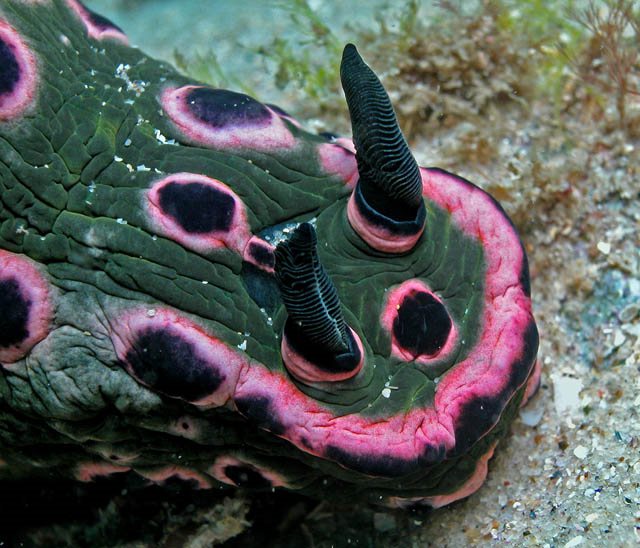 Nembrotha sp4.jpg