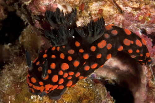 Nembrotha sp5.jpg