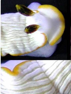 枝背海牛總科 Dendronotoidea2.jpg