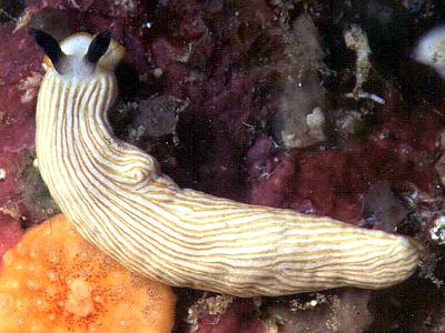 枝背海牛總科 Dendronotoidea.jpg