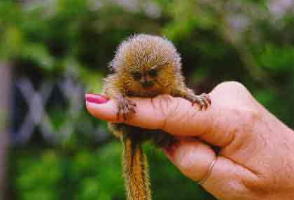 Another tiny monkey.jpg