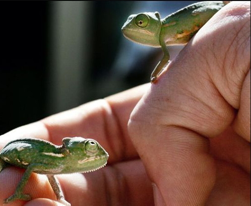 Baby Chameleon.jpg