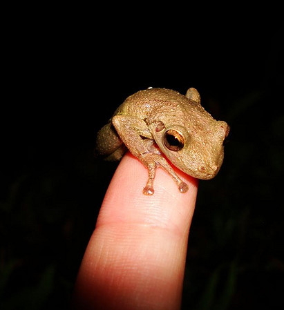 Baby frog.jpg