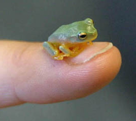 Australian tree frog.jpg